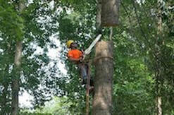 Removing a large maple tree