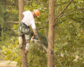 Tree Trimming Salem Tree Service