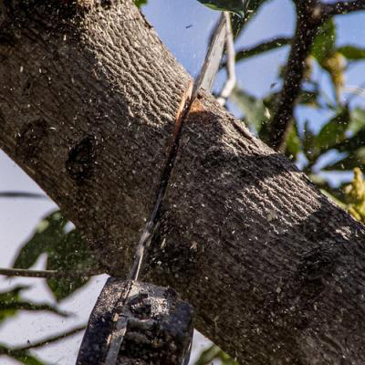 Salem Tree Service - Tree Cutting