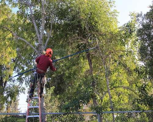 Salem Tree Service  - Tree Pruning