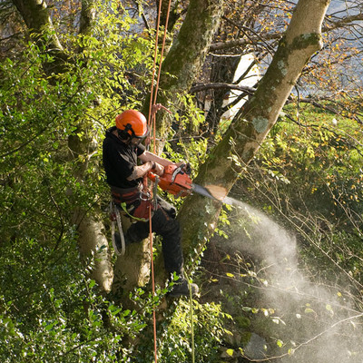Tree Removal with Salem Tree Service