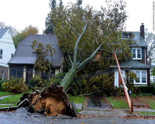 Uprooted Tree in Salem, OR 97304